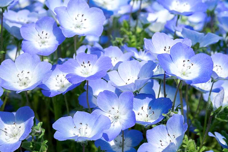 A close up horizontal image of baby blue eyes (Nemophila menziesii) flowers pictured growing in the garden in bright sunshine.