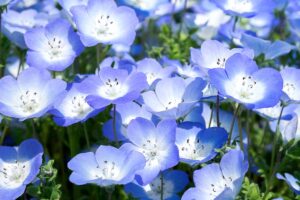 A close up horizontal image of baby blue eyes (Nemophila menziesii) flowers pictured growing in the garden in bright sunshine.