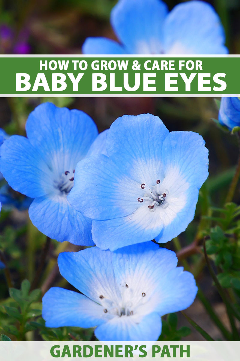 A close up vertical image of baby blue eyes (Nemophila menziesii) flowers growing in the garden pictured on a soft focus background. To the top and bottom of the frame is green and white printed text.