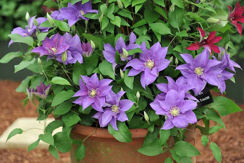 A close up horizontal image of bright purple clematis flowers growing in a terra cotta pot.