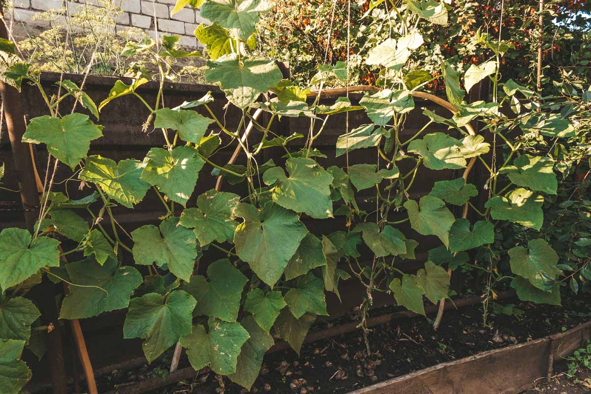 A close up horizontal image of cucumber plants growing in a raised garden bed supported by a wooden fence pictured in light sunshine.