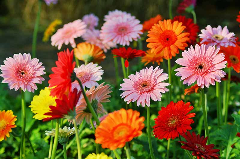 A close up horizontal image of brightly colored gerbera daisies growing in the garden pictured in light sunshine.