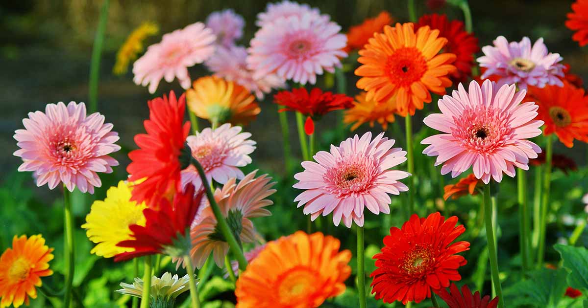 How to Grow and Care for Gerbera Daisies | Gardener's Path