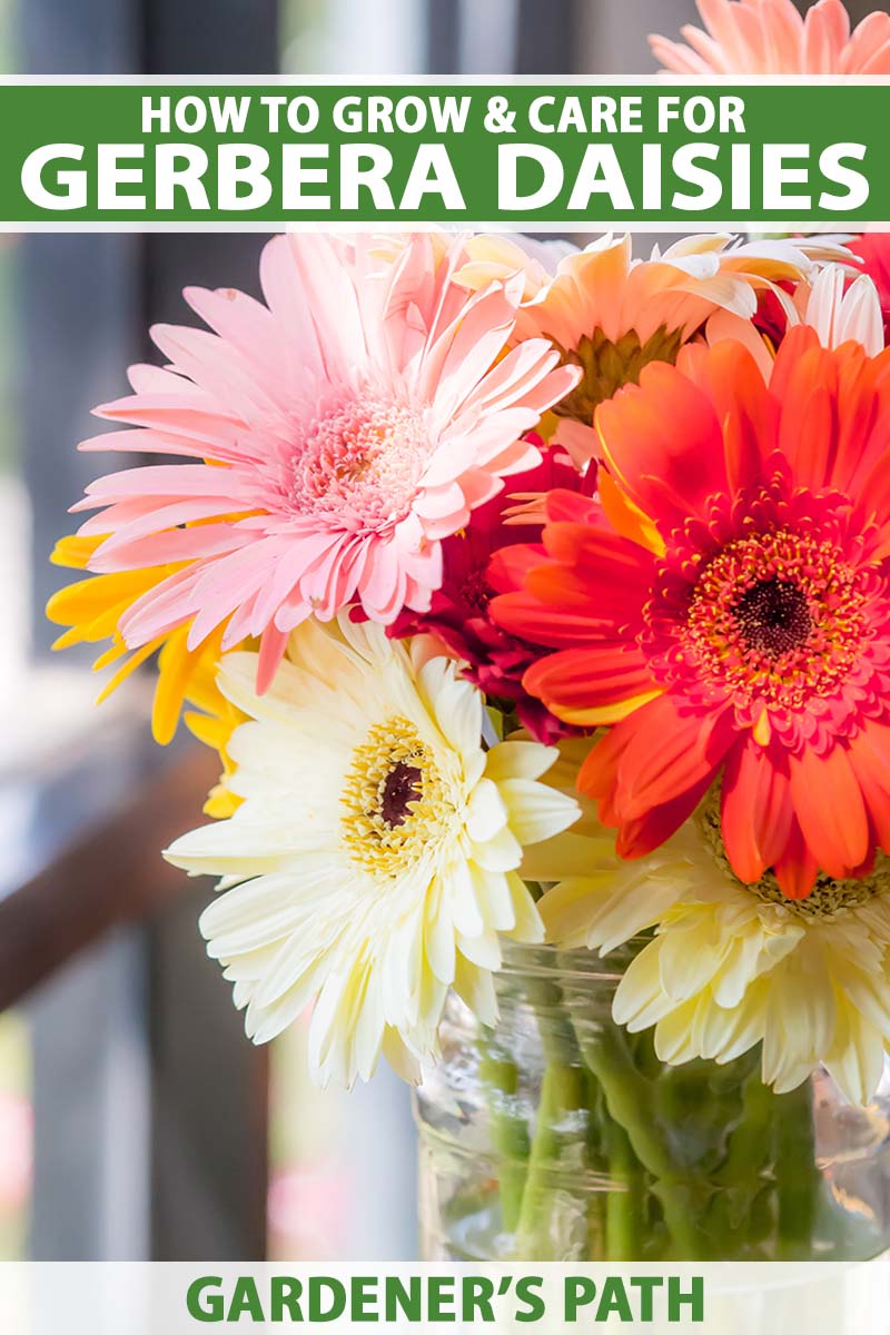 A close up vertical image of a vase filled with a variety of different colored gerbera daisies set on a windowsill. To the top and bottom of the frame is green and white printed text.