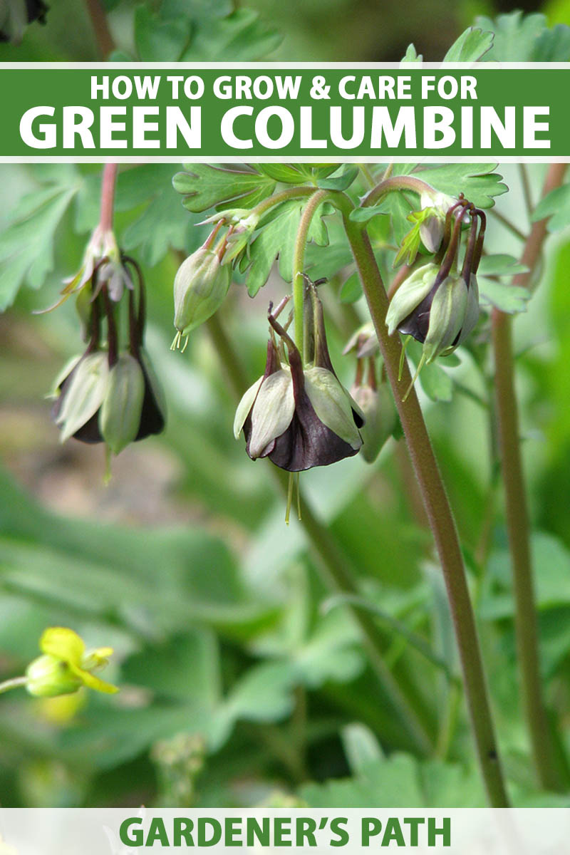 A close up vertical image of green columbine aka chocolate soldier flowers growing in the garden pictured on a soft focus background. To the top and bottom of the frame is green and white printed text.