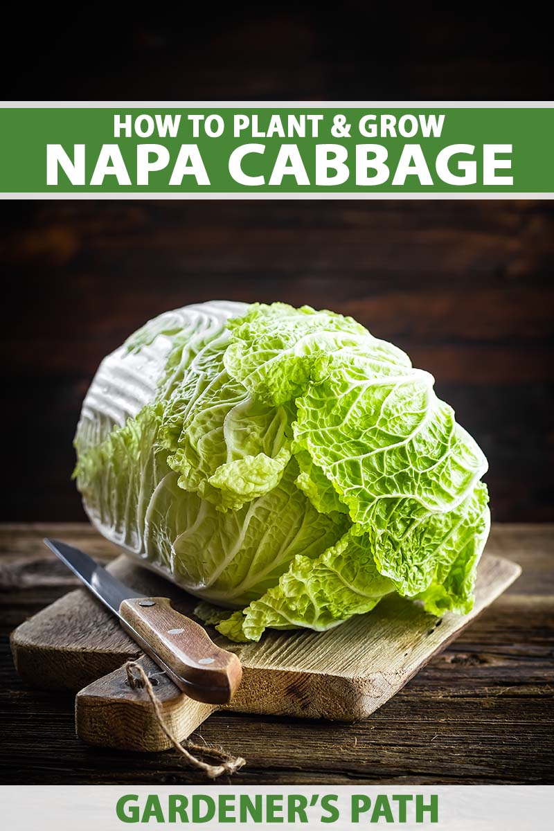A close up vertical image of a freshly harvested Chinese or napa cabbage set on a wooden surface. To the top and bottom of the frame is green and white printed text.