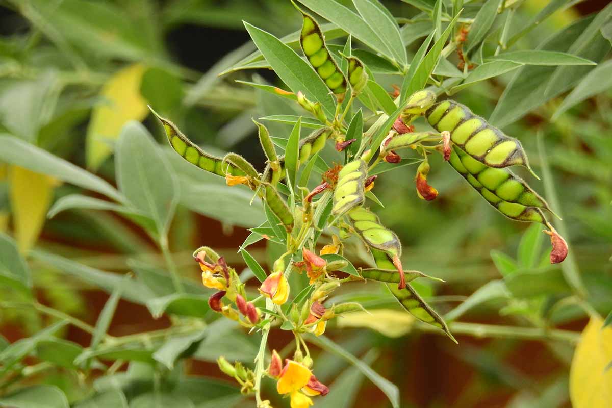 A close up horizontal image of pigeon peas (Cajanus cajan) growing in the garden with developing pods and red flowers, pictured on a soft focus background.