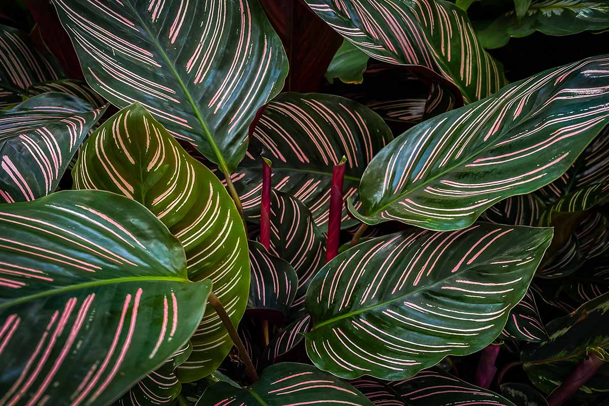 A close up horizontal image of the striped foliage of a pinstripe plant (Goeppertia ornata) growing outdoors in a tropical location.