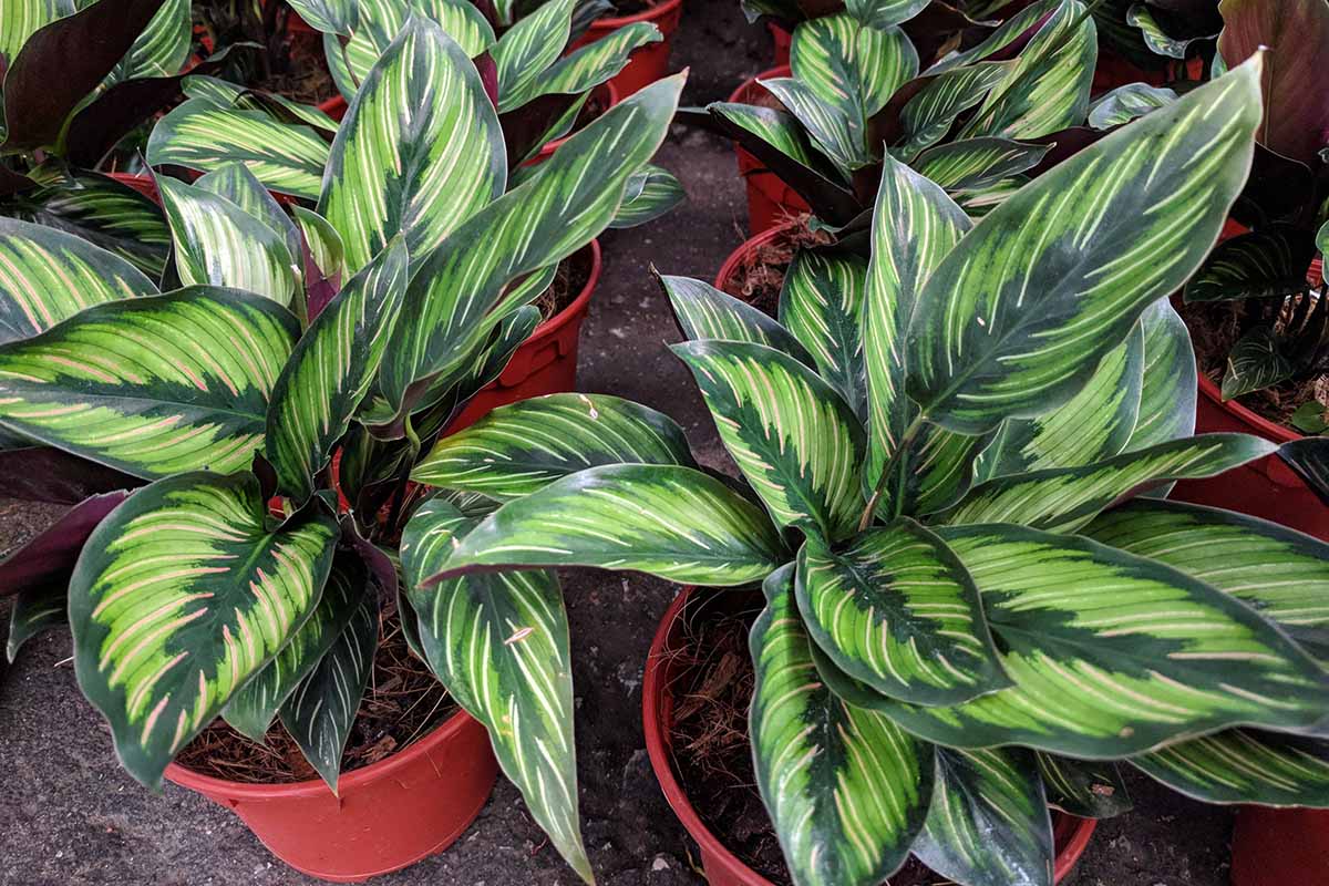 A close up horizontal image of potted pinstripe plants (Goeppertia ornata) in rows for sale at a nursery.