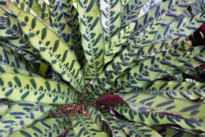 A close up horizontal image of the foliage of a rattlesnake plant (Goeppertia insignis) growing in a container indoors.