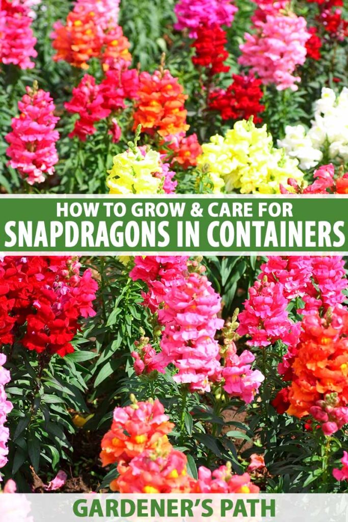 How to Grow Snapdragons in Containers | Gardener’s Path