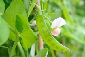 A close up horizontal image of the leaves, pod, and flower of a snow pea plant growing in the garden pictured on a soft focus background.