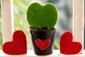 A close up horizontal image of a heart-shaped sweetheart hoya leaf cutting in a small black pot flanked by two red love hearts on a windowsill.