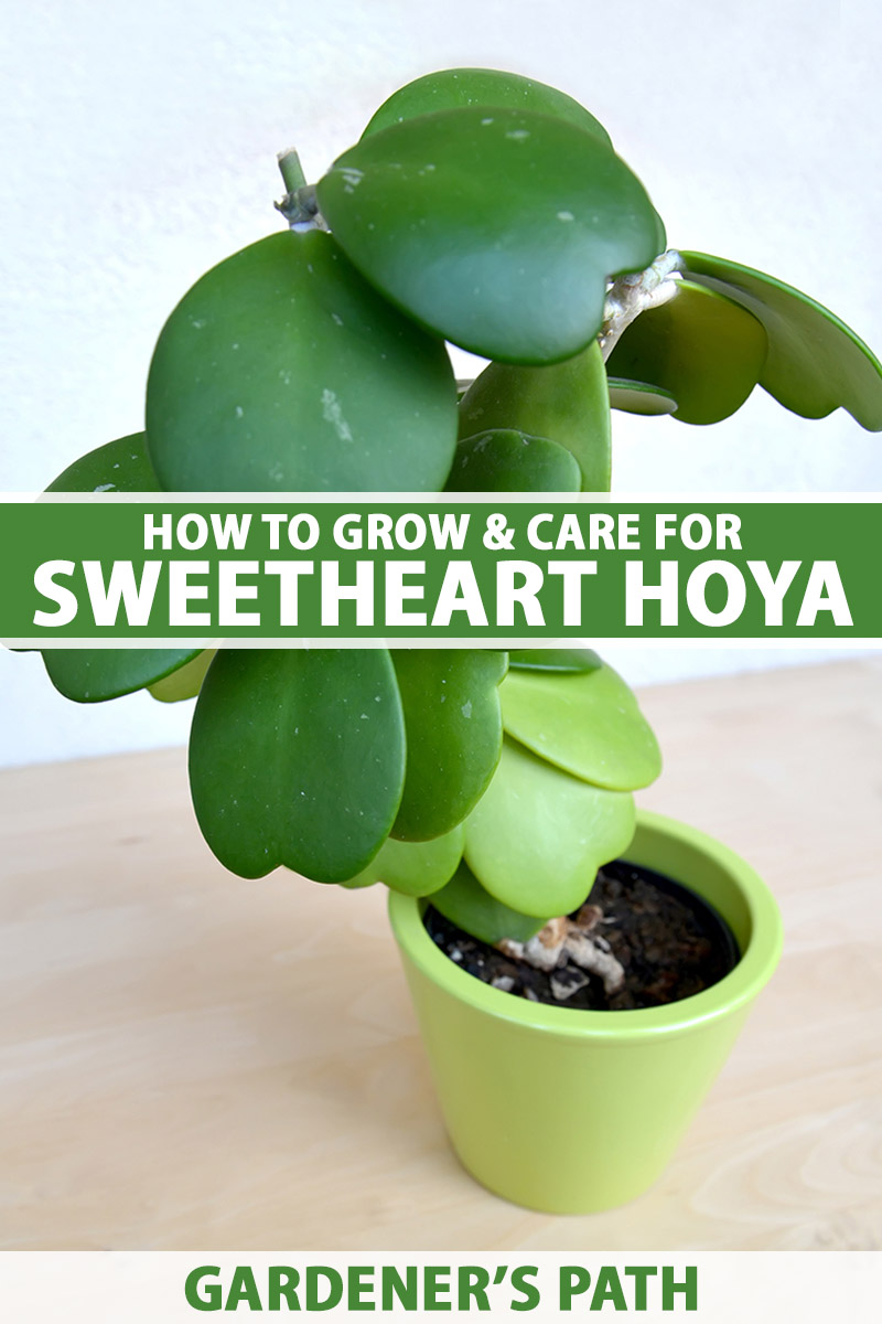 A close up vertical image of a sweetheart hoya plant growing in a small green pot set on a wooden surface. To the center and bottom of the frame is green and white printed text.