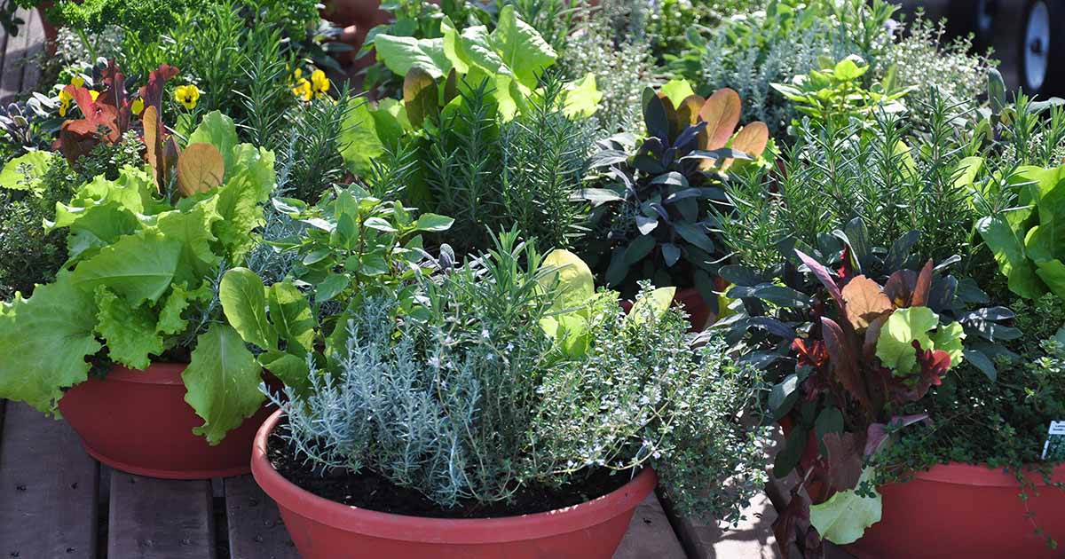 https://gardenerspath.com/wp-content/uploads/2022/02/How-to-Grow-Vegetables-in-Containers-FB.jpg