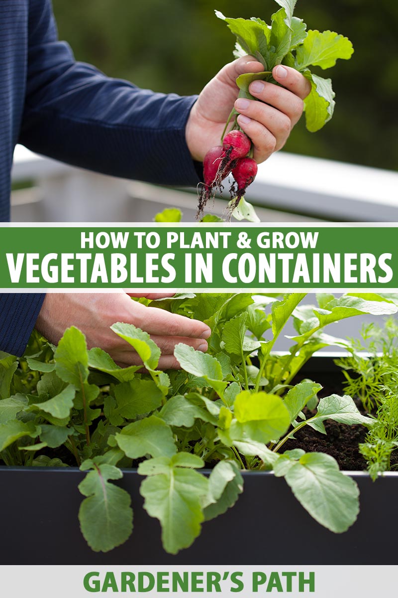 How to Grow Vegetables in Containers   Gardener's Path