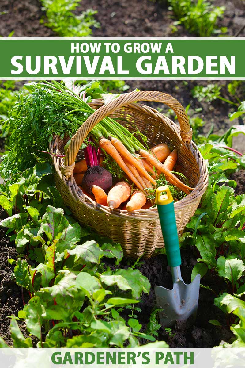 What are Some Tips to Begin a Survival Garden in a Small Yard Or Patio? 