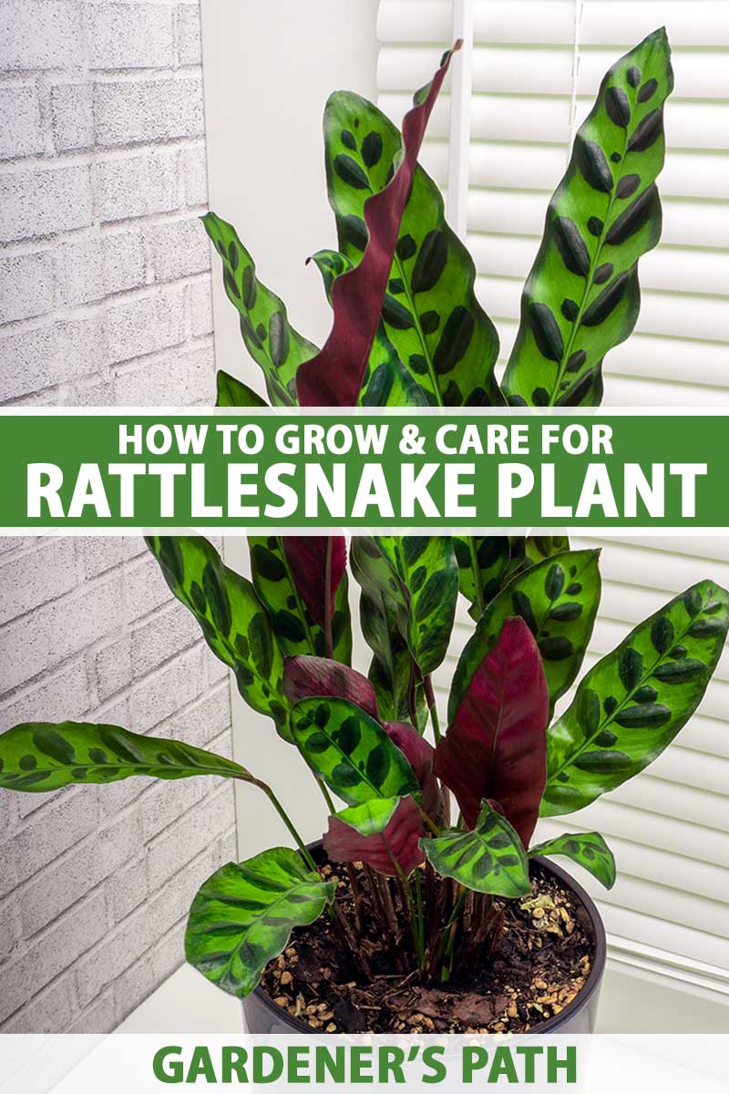 A close up vertical image of a rattlesnake plant (Goeppertia insignis) growing in a black pot set on a windowsill with a brick wall in the background. To the center and bottom of the frame is green and white printed text.