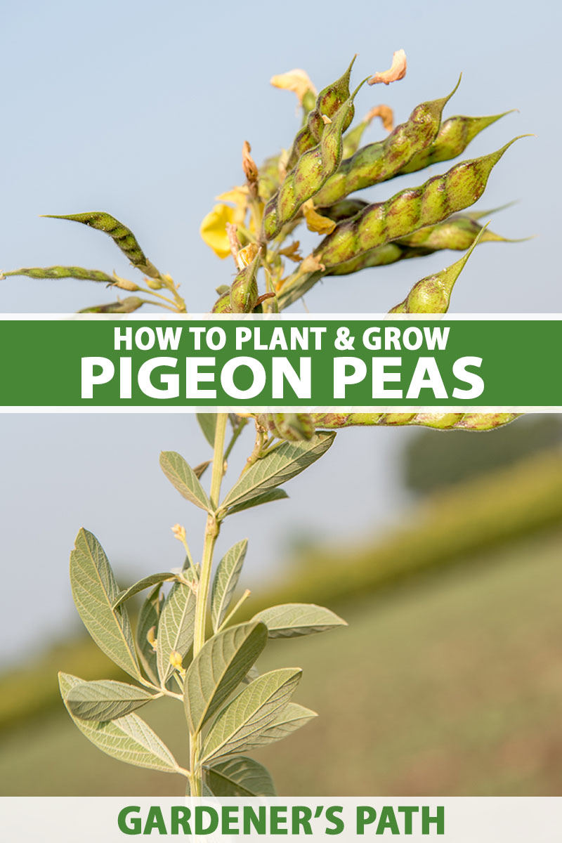 A close up vertical image of pigeon peas with ripe pods growing in the garden pictured in sunshine on a blue sky background. To the center and bottom of the frame is green and white printed text.