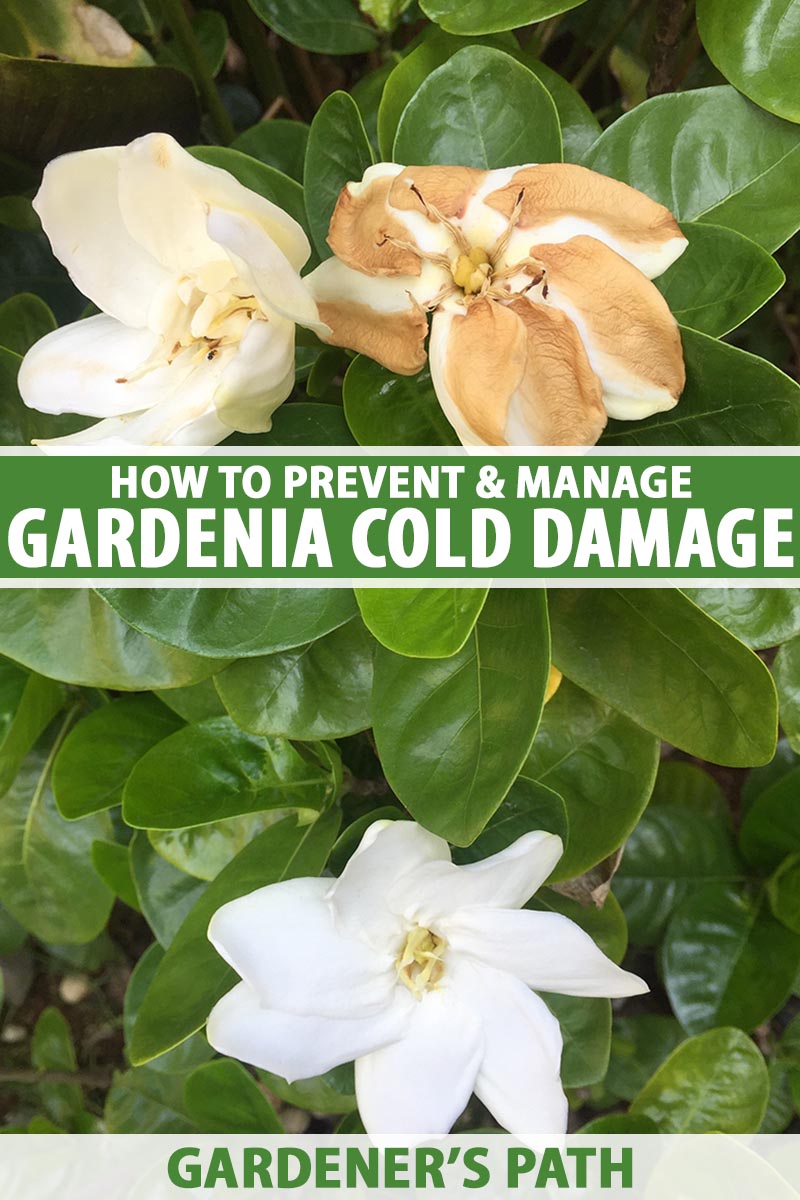 A close up vertical image of a gardenia shrub with one flower exhibiting damage from frost and cold weather. To the center and bottom of the frame is green and white printed text.