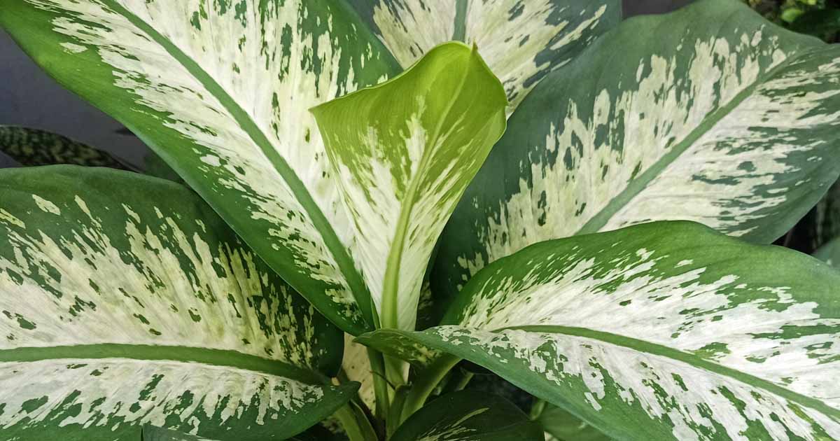 Dumb Cane Plant Dieffenbachia And Dogs Dieffenbacchia (Dumb Cane) Care  Guide Bouqs Blog