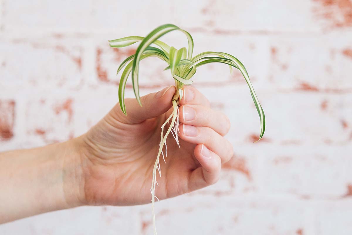 A close up horizontal image of a hand holding a spiderette that has formed roots ready for planting.