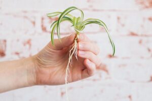 A close up horizontal image of a hand holding a spiderette that has formed roots ready for planting.