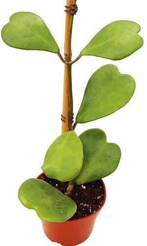 A close up vertical image of a Hoya kerrii plant isolated on a white background.