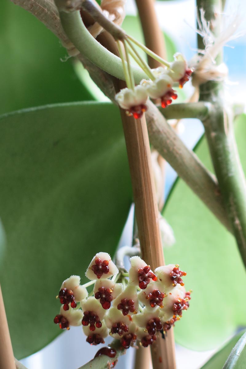 A close up vertical image of Hoya kerrii in bloom pictured on a soft focus background.