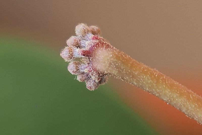 A close up horizontal image of the peduncle of a Hoya kerrii plant isolated on a soft focus background.