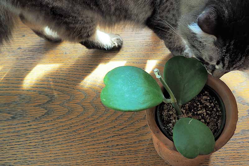 A close up horizontal image of a small sweetheart hoya plant being investigated by a curious gray fluffy feline.