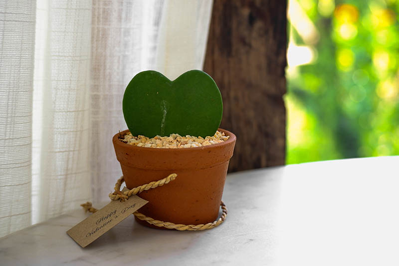A close up horizontal image of a valentine hoya leaf cutting in a small ceramic pot set on a white surface.
