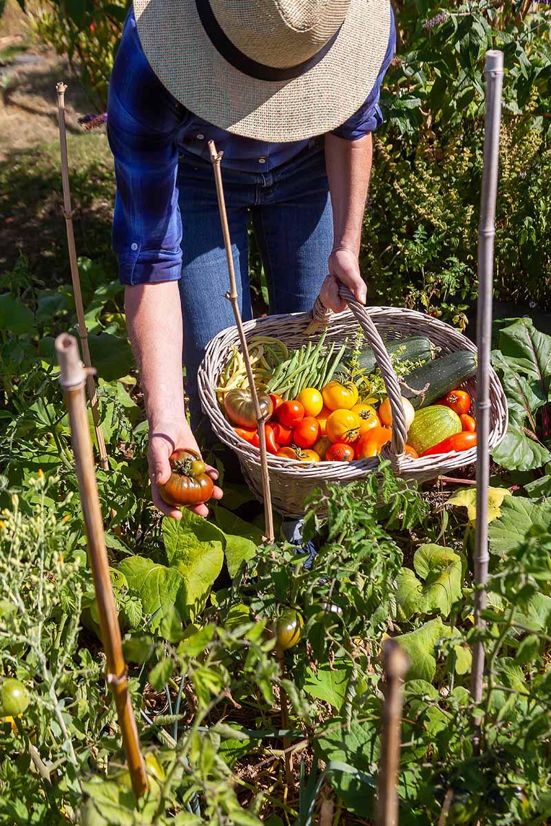 A close up vertical image of a gardener harvesting vegetables from the garden pictured in bright sunshine.