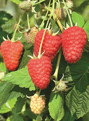 Ripe raspberries are growing in a cluster together. They are all large and bright red. The smaller immature berries are white. The green leaves of the plant have saw-like edges and are thickly packed behind the berries.