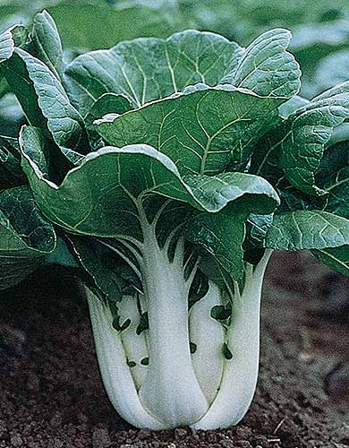 A close up vertical image of 'Joi Choi' growing in the garden with thick white stalks and dark green leaves.