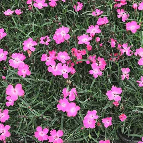 A close up square image of pink 'Kahori Pink' flowers growing in the garden.