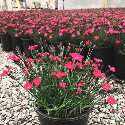 A close up square image of pots of 'Kahori Scarlet' dianthus with bright pink flowers at a garden nursery.