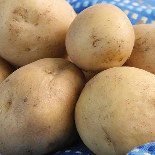 A close up square image of 'Kennebec' potatoes in a bowl lined with blue fabric.