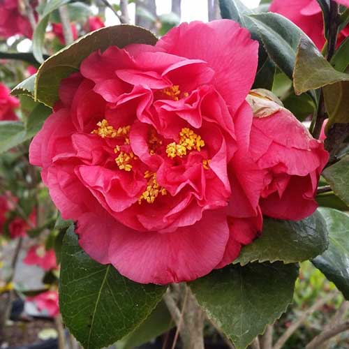 A close up square image of the bright red flower of Camellia 'Kramer's Supreme' growing in the garden.