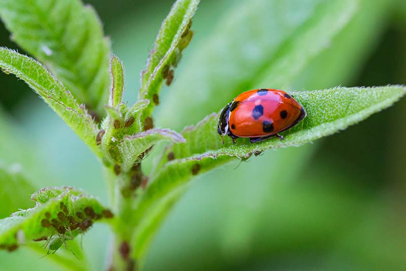 A close up horizontal image of a ladybug on a leaf infested by aphids, pictured on a soft focus background.