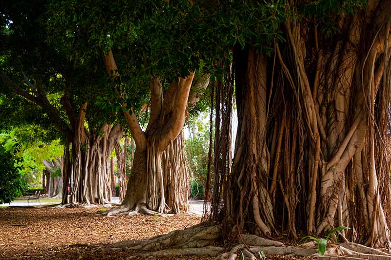 A horizontal image of large banyan trees (Ficus benjamina) growing outdoors.