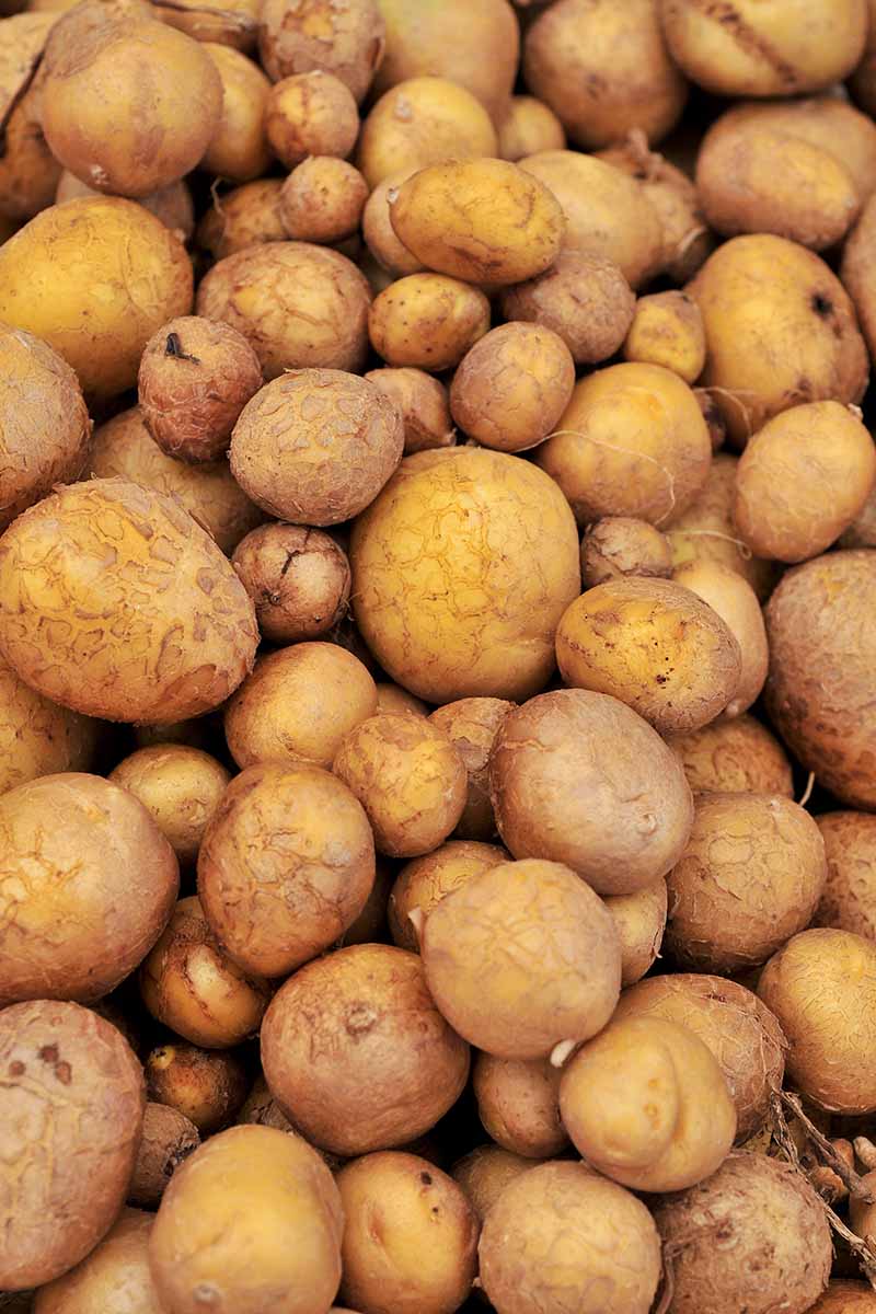 A close up vertical image of a large pile of potatoes that have been harvested and cleaned.