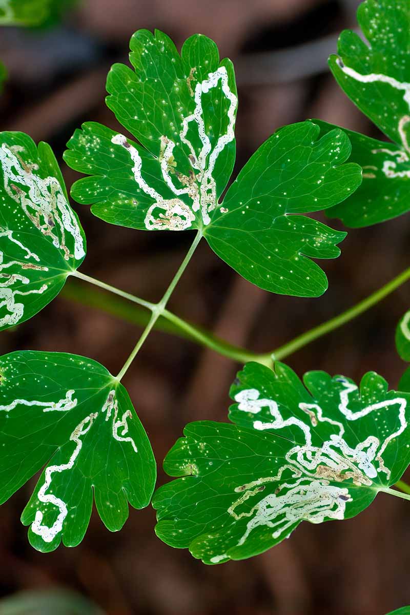 A close up vertical image of foliage damaged by leaf miners pictured on a dark soft focus background.