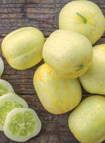 A close up vertical image of a pile of whole 'Lemon' cucumbers set on a wooden surface.