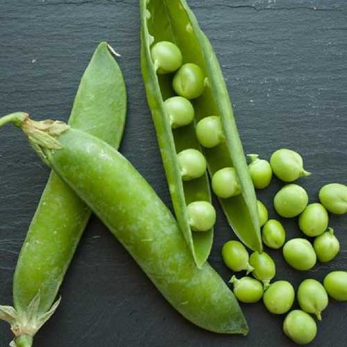 A close up square image of whole and split 'Lincoln' pea pods set on a dark gray surface.