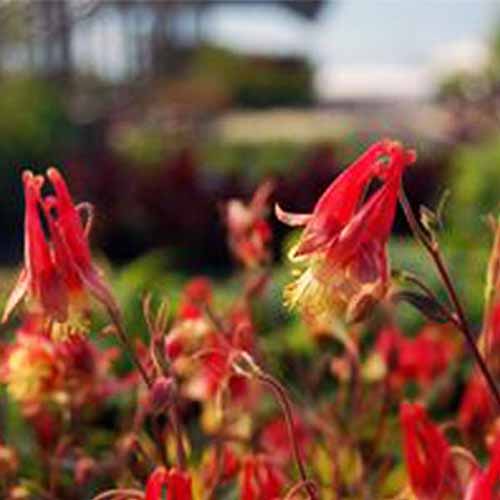 A close up square image of Aquilegia 'Little Lanterns' growing in the garden pictured on a soft focus background.