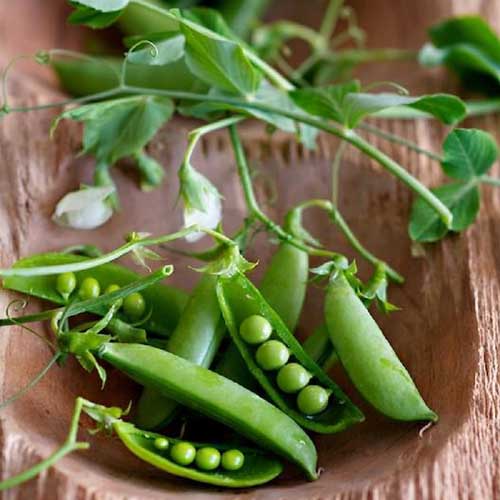 A close up square image of 'Little Marvel' pea pods set in a wooden bowl with foliage and flowers in soft focus in the background.