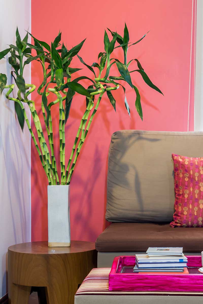A close up vertical image of a lucky bamboo growing indoors on a small side table with a couch and ottoman to the right of the frame.