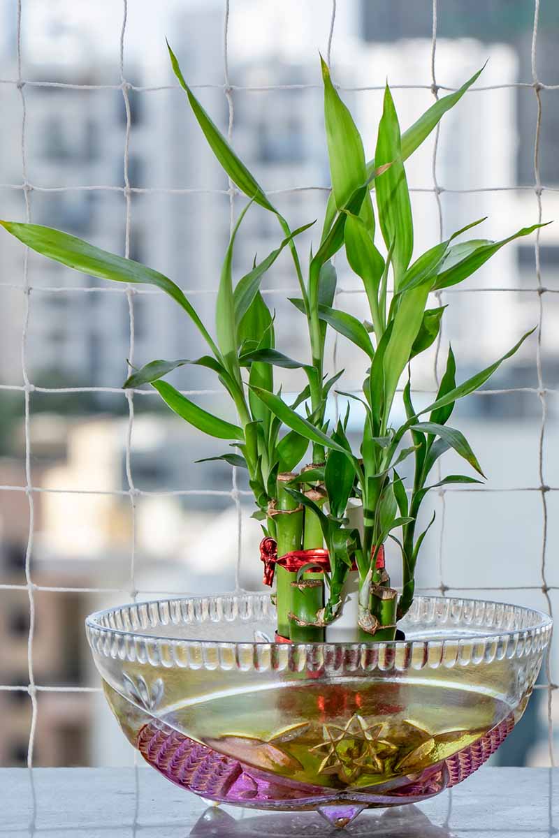 A close up vertical image of lucky bamboo plants growing in a glass dish pictured on a soft focus background.