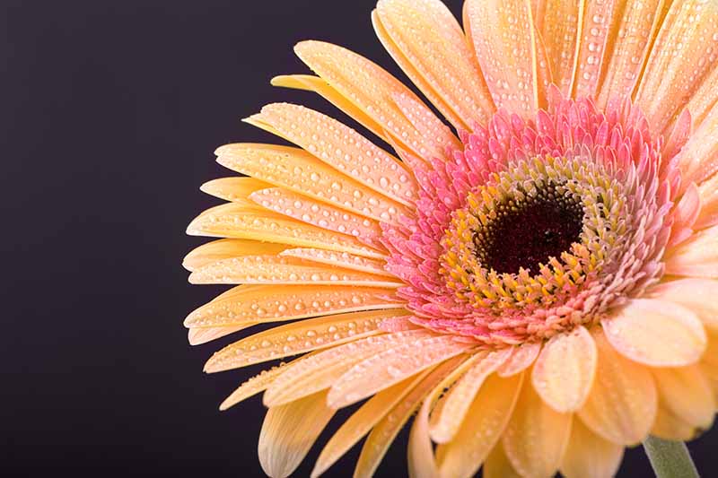 A close up horizontal image of a light orange gerbera daisy with water droplets on the petals pictured on a dark background.